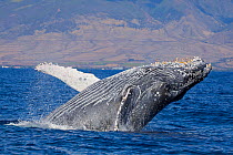 Humpback whale (Megaptera novaeangliae) breaching with town of Lahaina in background. West Maui, Hawaii. February 2010.