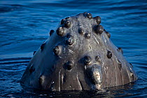 Humpback whale (Megaptera novaeangliae) spyhopping, close up on tubercles on underside of chin. Hawaii.