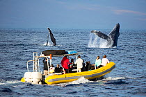 Humpback whale (Megaptera novaeangliae) breaching with tourists looking on. Maui, Hawaii. December 2012.