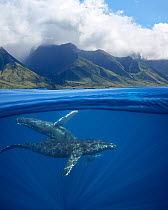 Humpback whale (Megaptera novaeangliae), female and calf swimming near surface with West Maui Mountains in background. South of Lahaina, Maui, Hawaii. March 2014.