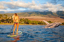 Humpback whale (Megaptera novaeangliae) breaching, watched by paddle boarder. Canoe Beach, Maui. Hawaii. October 2010. Model released. Digital composite.