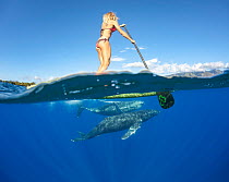 Woman on stand-up paddle board with two curious Humpback whales (Megaptera novaeangliae) in water below. Maui, Hawaii. October 2010. Model released. Digital composite.