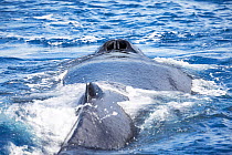 Humpback whale (Megaptera novaeangliae) blowhole, whale inhaling at surface. Hawaii.