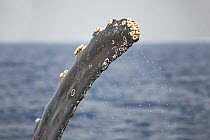 Humpback whale (Megaptera novaeangliae) pectoral fin with Whale barnacles (Coronula diadema) upon it. Whale at surface, Hawaii.