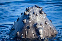 Humpback whale (Megaptera novaeangliae), close up on tubercles on underside of chin. Hawaii.