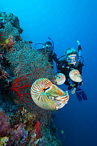 Chambered nautilus (Nautilus belauensis) with divers in background. Palau, Micronesia. January 2005. Model released.