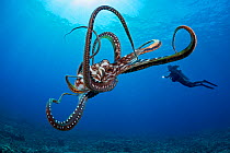 Day / Big blue octopus (Octopus cyanea) with diver in background. Hawaii. September 2012.