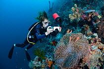 Diver photographing Anemonefish (Amphiprion percula) and Anemone (Actiniaria). Wakatobi, Sulawesi, Indonesia. Model released.