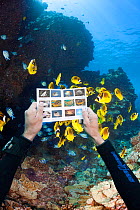 Diver looking at underwater fish identification chart in front of schooling Raccoon butterflyfish (Chaetodon lunula) and a lava formation. Lanai, Hawaii. July 2012. Model released.