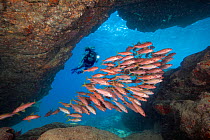 Yellowfin goatfish (Mulloidichthys vanicolensis) schooling in underwater cave, diver in background. Kauai, Hawaii. March 2017. Model released.