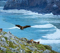 Griffon vulture (Gyps fulvus) landing amongst other vultures on cliff above the sea. Liendo Valley within the Montana Oriental Costera, Cantabria, Spain.