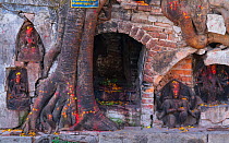 Sacred fig (Ficus religiosa) and Hindu deities, Durbar Square, Kathmandu City, Kathmandu Valley, Nepal. February 2018.