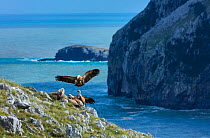 Griffon vulture (Gyps fulvus) landing amongst other vultures on cliff above sea, Liendo Valley within the Montana Oriental Costera, Cantabria, Spain.