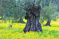 Olive (Olea europaea) trees amongst yellow asters, Sierra de las Nieves Natural Park, Malaga, Andalusia, Spain. January 2018.