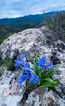 Wide-leaved / Juno iris (Iris planifolia), Sierra de las Nieves National Park, Malaga, Andalusia, Spain. January 2018.