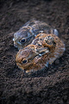 European hare (Lepus europaeus), two leverets crouched in soil. Navarra, Spain. August.