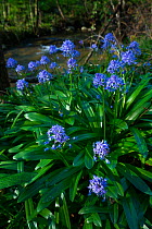 Pyrenean squill (Scilla lilio-hyacinthus), Ibarra, Orozko, Biscay, Basque Country, Spain. March.