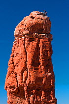 Climber on top of Owl Rock, Garden of Eden, Arches National Park, Colorado Plateau, Moab, Utah, USA. October 2016.