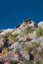 Iberian ibex (Capra pyrenaica) on rocky clifftop, two headbutting one another. Maro-Cerro Gordo Cliffs Natural Area, Granada, Andalusia, Spain. January 2018.