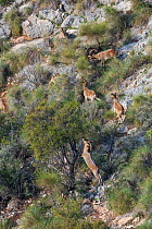 Iberian ibex (Capra pyrenaica) herd, Maro-Cerro Gordo Cliffs Natural Area, Granada, Andalusia, Spain. January 2018.