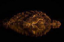 Nile crocodile (Crocodylus niloticus) at night, Zimanga private game reserve, KwaZulu-Natal, South Africa.