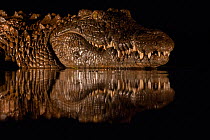Nile crocodile (Crocodylus niloticus) at night, Zimanga private game reserve, KwaZulu-Natal, South Africa.