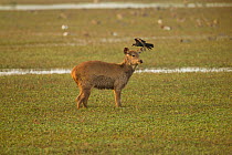 Sambar deer (Rusa unicolor) in marshy area, with house crow (Corvus splendens), Keoladeo National Park, Utter Pradesh, India.