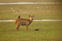 Sambar deer (Rusa unicolor) in marshy area, with house crow (Corvus splendens) on back, Keoladeo National Park, Utter Pradesh, India.