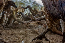White-backed vultures (Gyps africanus) feed in a frenzy at a waterbuck carcass (Kobus ellipsiprymnus), Gorongosa National Park, Mozambique. Waterbuck are large animals with tough hides, and in Gorongo...