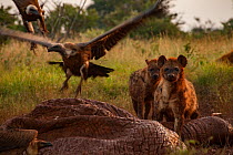 White-backed vultures (Gyps africanus) and spotted hyenas (Crocuta crocuta) squabble over the drying and deflated skin of an elephant carcass (Loxodonta africana), Laikipia Plateau, Kenya. The hyenas...