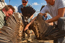 A white-headed vulture (Trigonoceps occipitalis) is caught in the researcher's trap. One of the researchers gently holds it still while the other comes in to extract the bird's feet from the trap. Gor...