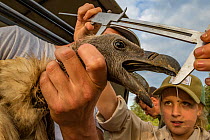 Ayla Kaltenecker, an aspiring young scientist and the daughter of one of the project's lead scientists, Greg Kaltenecker, measures the head length of an endangered white-backed vulture (Gyps africanus...