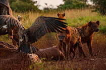 White-backed vultures (Gyps africanus) and spotted hyenas (Crocuta crocuta) pick at the drying and deflated skin of an elephant carcass (Loxodonta africana), Laikipia Plateau, Kenya. The hyenas are ti...