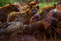Rppell's griffon vulture (Gyps rueppelli) and spotted hyenas (Crocuta crocuta) pick at an elephant (Loxodonta africana) carcass at dawn, Laikipia Plateau, Kenya. This elephant was killed by governme...