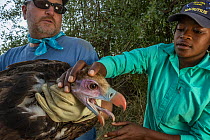 Dr. Greg Kaltenecker carefully hands a white-headed vulture (Trigonoceps occipitalis) to Diolinda Mundoza, a young Mozambican scientist who is training with this research team to become an ornithologi...
