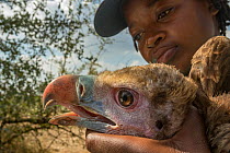 Young Mozambican biologist Diolinda Mundoza admires a young white-headed vulture (Trigonoceps occipitalis) as she prepares to release it. Gorongosa National Park, Mozambique.