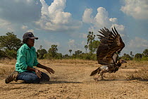 Young Mozambican biologist Diolinda Mundoza releasing a white-headed vulture (Trigonoceps occipitalis), Gorongosa National Park, Mozambique.