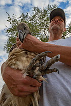 Biologist Eric Hallingstad carrying white-backed vulture (Gyps africanus) to the processing station, to fit it with a wing tag and GPS transmitter. Gorongosa National Park, Mozambique