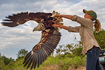 Ayla Kaltenecker releases an African fish eagle (Haliaeetus vocifer) that was captured in a leg-hold trap to be studied by raptor biologists. The researchers took measurements and a blood sample befor...