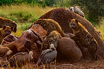 Spotted hyenas (Crocuta crocuta), Rppell's griffon vultures (Gyps rueppelli) and white-backed vultures (Gyps africanus) at the carcass of an elephant (Loxodonta africana), as the night and day shifts...