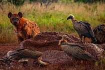White-backed vultures (Gyps africanus) pick at an elephant carcass (Loxodonta africana) while a spotted hyena (Crocuta crocuta) looks on, Laikipia Plateau, Kenya. The hyena is tinted a reddish-brown f...