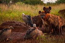 White-backed vultures (Gyps africanus) pick at the drying and deflated skin of an elephant carcass (Loxodonta africana) while spotted hyenas (Crocuta crocuta) look on, Laikipia Plateau, Kenya. The hye...