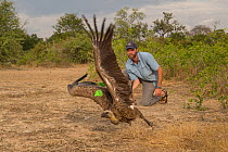 Biologist Teague Scott releases a white-backed vulture (Gyps africanus) that has just been fitted with wing tags. Biologists work quickly to minimize the stress that these birds experience during capt...