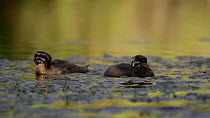 Juvenile Pied billed grebes (Podilymbus podiceps) preening and stretching, Southern California, USA, April.