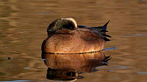 American wigeon (Anas americana) resting in a pond at wintering grounds, Southern California, USA, December.