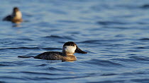 Male Ruddy duck (Oxyura jamaicensis) in winter plumage diving to feed on aquatic plants and insects, Bolsa Chica Ecological Reserve, California, USA, December.