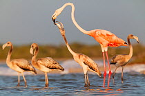 Caribbean flamingo (Phoenicopterus ruber) juvenile begging, Ria Lagartos Biosphere Reserve, Yucatan Peninsula, Mexico, September