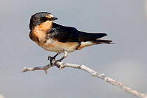 Barn Swallow (Hirundo rustica), Ria Lagartos Biosphere Reserve, Yucatan Peninsula, Mexico, September