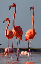 Caribbean flamingo (Phoenicopterus ruber), Ria Lagartos Biosphere Reserve, Yucatan Peninsula, Mexico, September