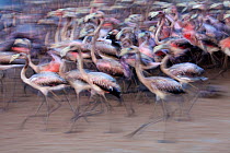 Caribbean flamingo (Phoenicopterus ruber) juvenile, captured to be tagged and released to the wild, captive, Ria Lagartos Biosphere Reserve, Yucatan Peninsula, Mexico, September